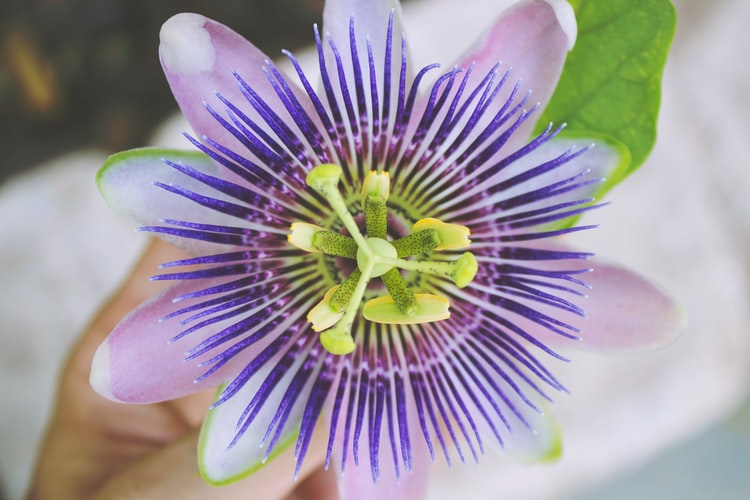 purple flower with yellow in the middle